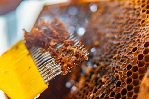 Capping Scratcher with Beewax Close Up While Decapping Honeycomb Cells of a.. Stock Photos