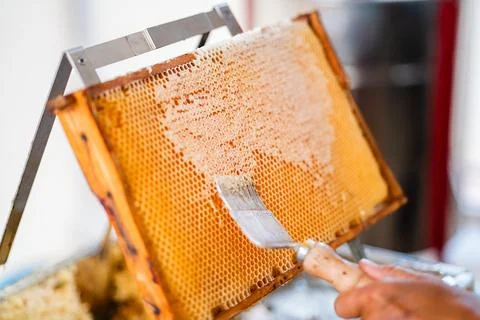Capping Scratcher Decapping Honeycombs of a Beekeeping Beehive from Beewax Stock Photos