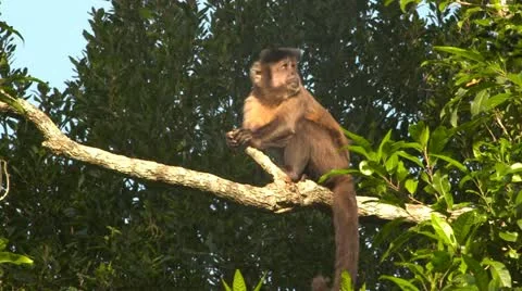 Cappuchin monkey on branch Stock Footage 10979663