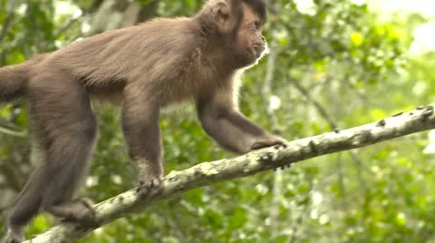 Cappuchin monkey on branch Stock Footage 10979803