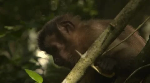 Cappuchin monkey eating on tree Stock Footage 10979448
