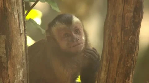 Cappuchin monkey eating by tree Stock Footage 10979465