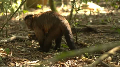 Cappuchin monkey Stock Footage 10980114