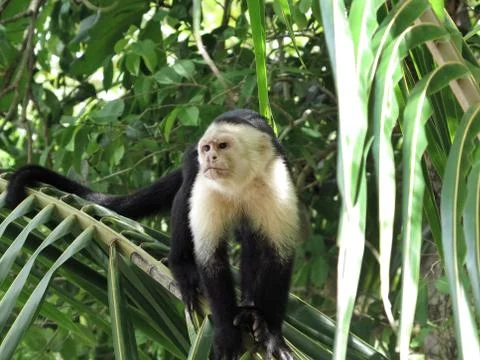 Cappuchin monkey in a palm tree 写真素材