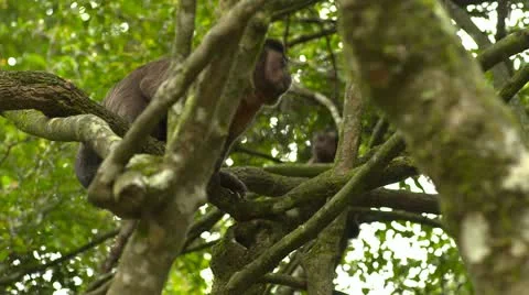 Cappuchin monkey on tree Stock Footage 10980538