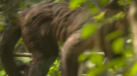 Cappuchin monkey in the trees Stock Footage 10979451