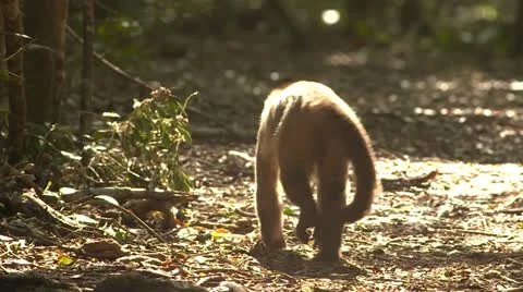 Cappuchin monkey walking away Stock Footage 10980469