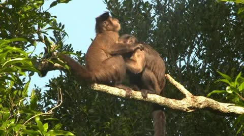 Cappuchin monkeys grooming Stock Footage 10979508