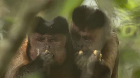 Cappuchins eating Stock Footage 10980486