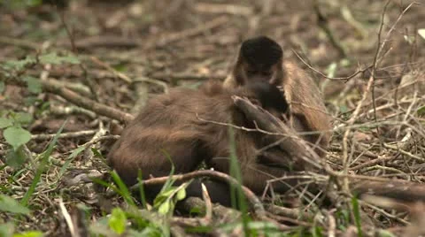 Cappuchins grooming Stock Footage 10980593
