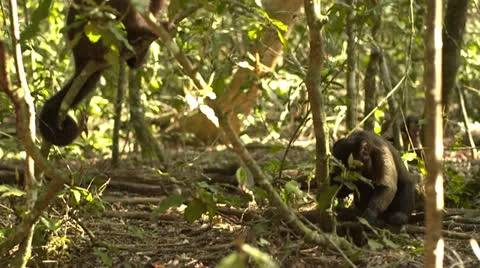 Cappuchins together Stock Footage 10979640