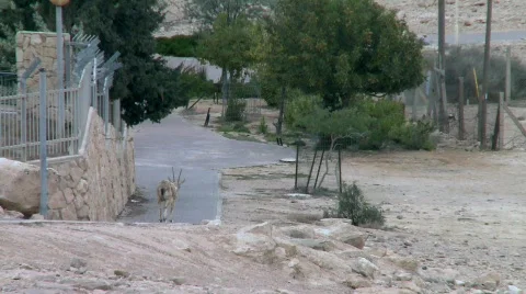Capra (genus) -A Wild Goat 2 Stock Footage