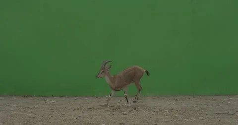 Capra goat walking in front of a green screen in slow motion Vidéo 67843518
