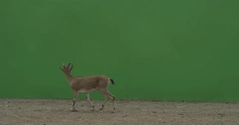 Capra goat walking in front of a green screen in slow motion  Vídeos de archivo 67845238