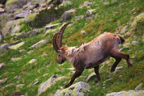 Capra Ibex Stock Photos