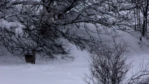 Capreolus capreolus. Stock-Footage 101044045