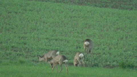 Capreolus capreolus Stock Footage 153201555