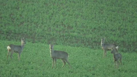 Capreolus capreolus Stock Footage 153201600