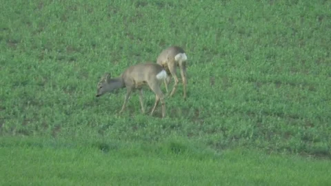 Capreolus capreolus Stock Footage 153201666