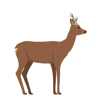 Capreolus capreolus - Roe deer - male - Side view Stock Illustration