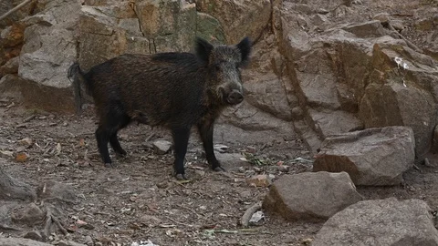 Caprera, italy, two wild boars look for food in a colony of cats Stock Footage 105075610