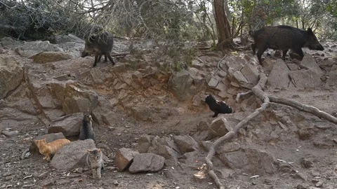 Caprera, italy, two wild boars look for food in a colony of cats Stock Footage 105076257