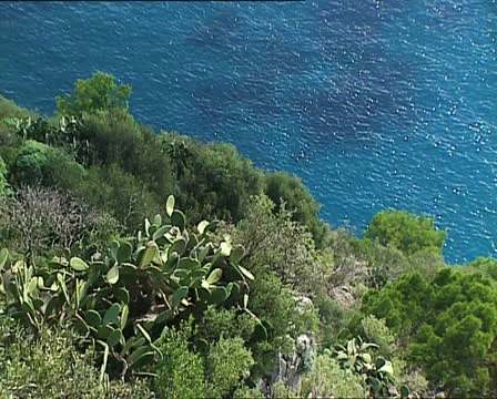 CAPRI cactus on cliff 스톡 동영상 25054373