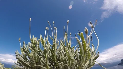 Capri Lavander Stock-Footage 106575435