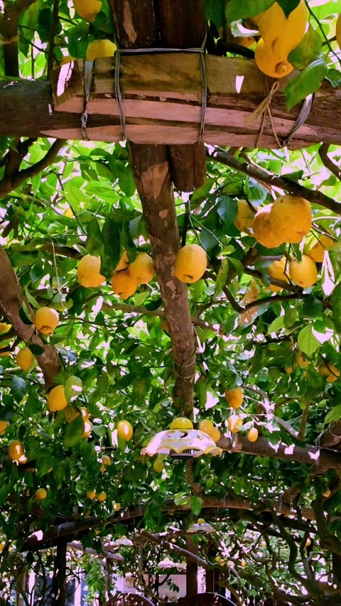 Capri lemon garden 스톡 동영상 312195486