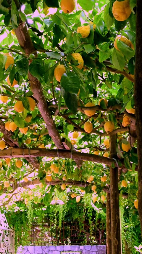 Capri lemon garden 스톡 동영상 312195676
