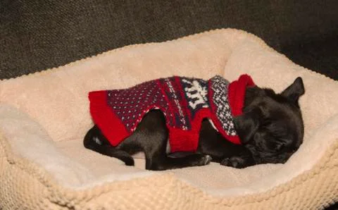 Capri Sleeping in Sweater Low Angle Stock Photos