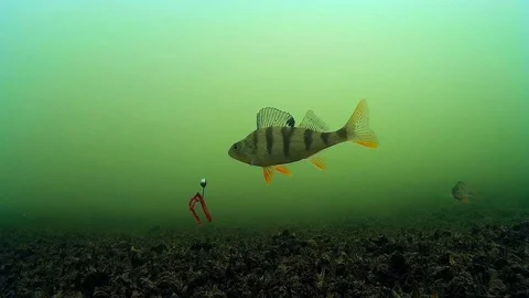 Capricious fish is badly caught, underwater video of bait and fish Stock Footage 74143806