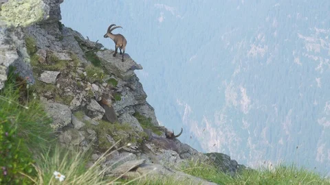 Capricorn - Alpine Ibex on a ledge Stock-Footage 122121929