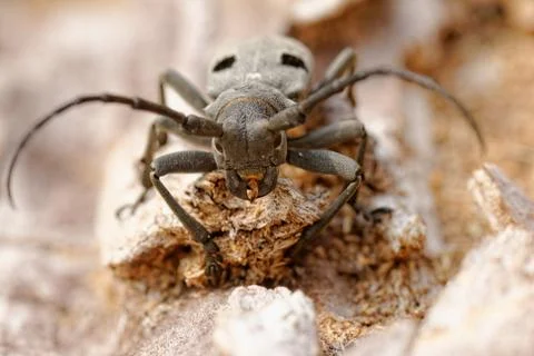 The Capricorn Beetle Stock Photos