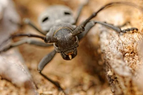 The Capricorn Beetle Stock Photos