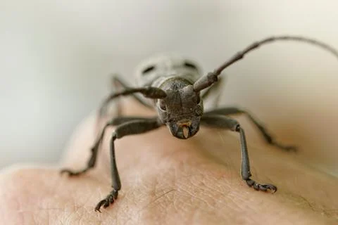 The Capricorn Beetle Stock Photos