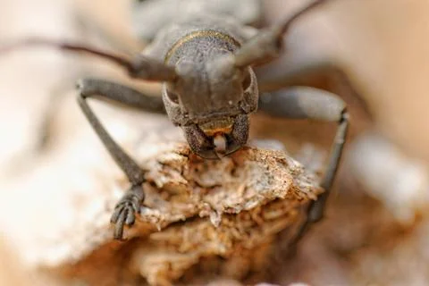 The Capricorn Beetle Stock Photos