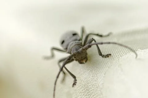 The Capricorn Beetle Stock Photos