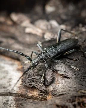 A capricorn beetle sitting on a tree trunk Stock Photos