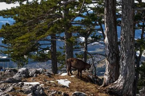 Capricorn between trees on a summit while hiking in the spring Stock Photos