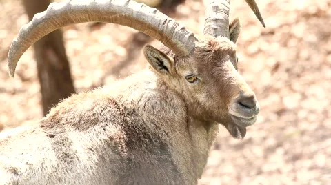 Capricorn Stock Footage