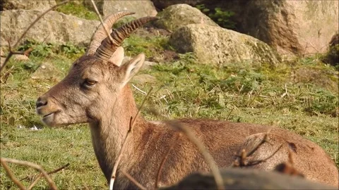 Capricorn Video stock 74421714