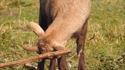 Capricorn Stock Footage 74421865