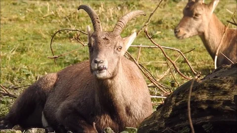 Capricorn Stock Footage 74421883