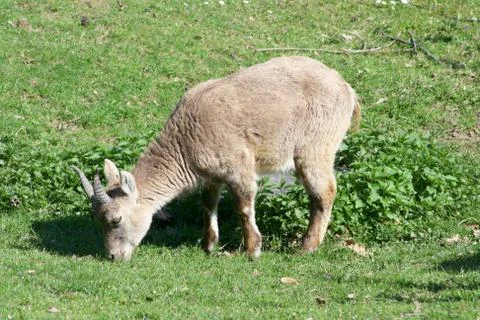 Capricorn Stock Photos