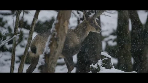 Capricorn in snowfall Stock Footage 270776658