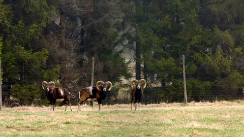 Capricorns 動画素材 311436995