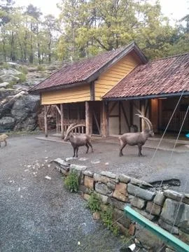 Capricorns Stock Photos