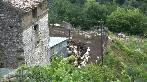 Caprine in italy Stock Footage 604721