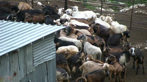 Caprine in italy Stock-Footage 604757